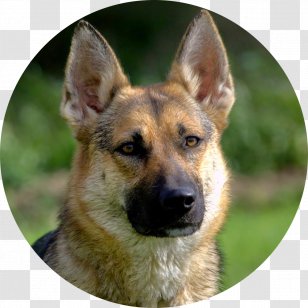 Old German Shepherd Dog King East-European Shiloh Kunming Wolfdog - Tamaskan - Carnivoran Transparent PNG