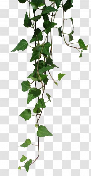 Unearthed Arcana Dungeons & Dragons Pathfinder Roleplaying Game Weapon Elf - Tree - Transparent Vines Transparent PNG