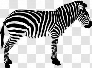 Quagga Black And White Zebra - Neck Transparent PNG