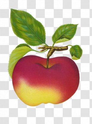 Clip Art Fruit Openclipart Apple Free Content Transparent PNG