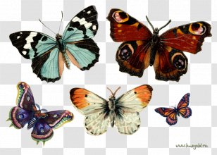 Monarch Butterfly Insect Greta Oto Clip Art - Cymothoe Sangaris Transparent PNG