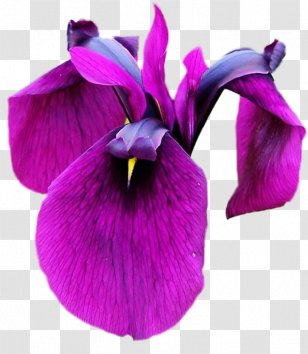 Mobile Phones Irises Clip Art - Iris - Flor Transparent PNG