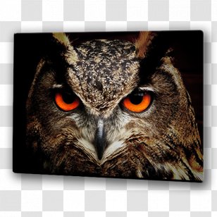 Barn Owl Bird Clip Art Eurasian Eagle-owl Transparent PNG