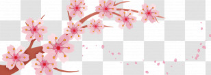 Cherry Blossom Transparent PNG