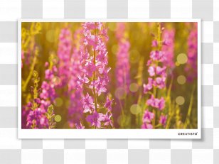 Stock Photography Wildflower Violet - Royaltyfree - Meadow Flowers Transparent PNG