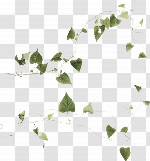 Family Tree Drawing - Branch - Plane Ivy Transparent PNG