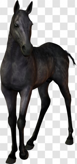 Mustang Stallion Colt Foal Mare - Rein - Db Schenker Transparent PNG