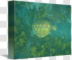 Sea Turtle Ecosystem Pond Turtles Marine Biology Transparent PNG