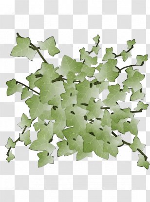 Watercolor Flower Background - Common Ivy - Plane Transparent PNG
