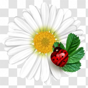 Common Daisy Ladybird Flower - Flowering Plant - Ladybug Transparent PNG