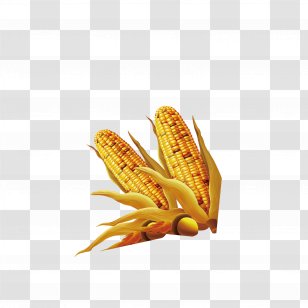 Maize - Golden Corn Transparent PNG