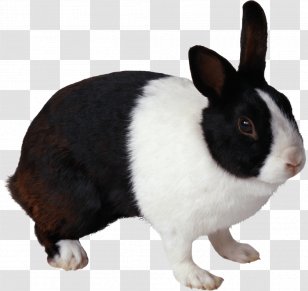 Domestic Rabbit Image Resolution Clip Art - Rabits And Hares Transparent PNG
