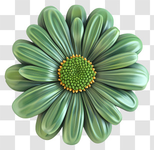 Transvaal Daisy - Green Flower With Intricately Designed Petals Transparent PNG