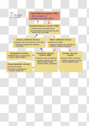 nervous system neuroscience mind brain human body transparent png nervous system neuroscience mind brain