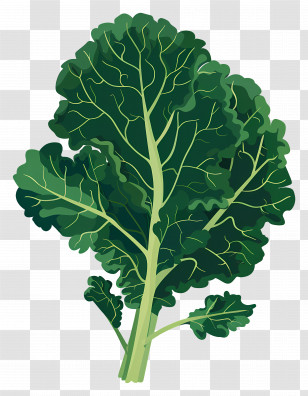 Kale - Fresh Green Kale Leaves Transparent PNG