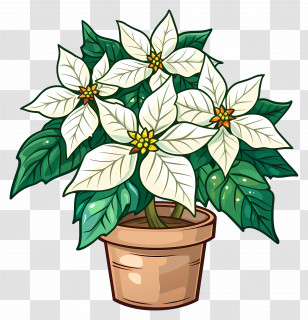 Poinsettia Flower - Potted White Poinsettia Plant Illustration Transparent PNG