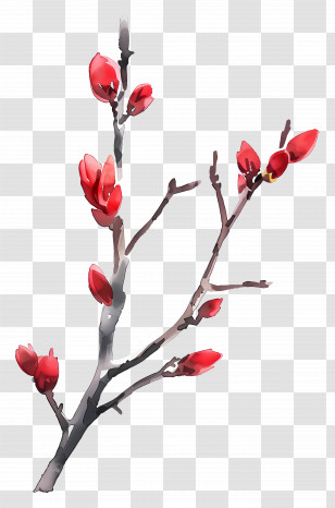 Watercolour Flowers - Magnolia Branch With Vibrant Red Buds Transparent PNG