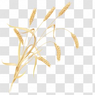 Cereal Germ Wheat - Plant Stem Transparent PNG