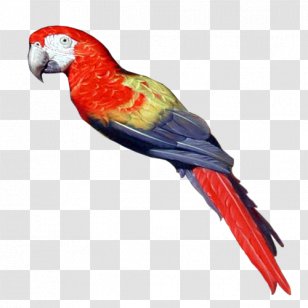 Pirate Parrot Bird Parakeet Clip Art - Macaw Transparent PNG