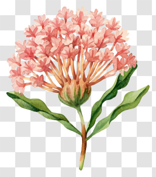 Pink Wildflowers - Beautiful Pink Flower Transparent PNG