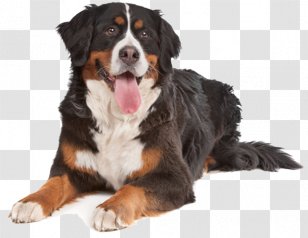 Bernese Mountain Dog Puppy Bullmastiff English Cocker Spaniel Boxer - Pet Transparent PNG