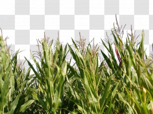Triticale Maize Crop Plant - Grass - Corn Transparent PNG