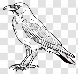 Crow - Black And White Raven Illustration With Detailed Feathers Transparent PNG