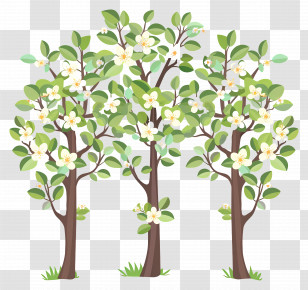 Flower Tree - Flowering Trees Illustration Transparent PNG