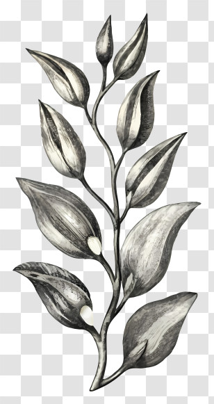 Flower Drawing - Monochrome Leaves Botanical Drawing Transparent PNG