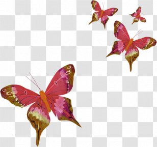 Butterfly Three-letter Acronym Clip Art - Farfalle Transparent PNG