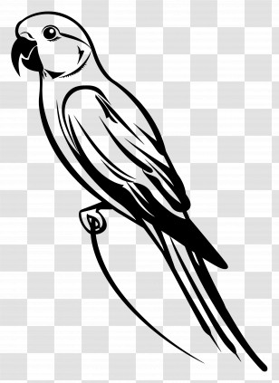 Parrot - Tropical Parrot Line Art Illustration Transparent PNG