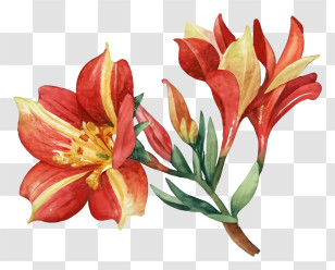 Watercolor Painting - Beautiful Red Flower In Bloom Transparent PNG