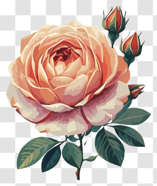 Pink Rose - Beautiful Peach Rose Illustration Transparent PNG