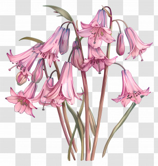 Pink Bluebells - Botanical Illustration Of Pink Bell Flowers Transparent PNG
