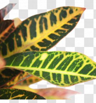 Flower Cartoon - Leaf - Anthurium Houseplant Transparent PNG
