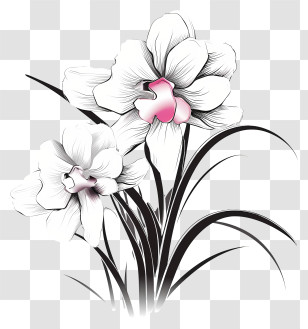 White Flowers - Black And White Orchid Flowers Illustration Transparent PNG