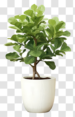 Potted Fern - Decorative Potted Fiddle Leaf Fig Plant Transparent PNG