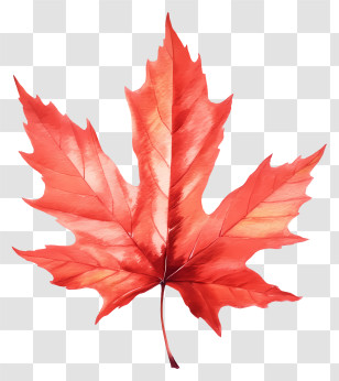 Red Maple Leaf - Bright Red Maple Leaf Illustration Transparent PNG