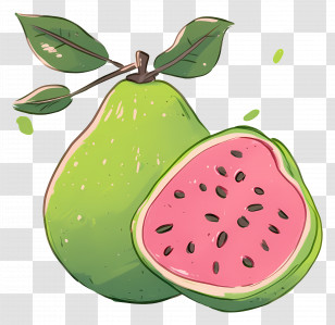 Guava Fruit - Watermelon Pear Illustration Transparent PNG