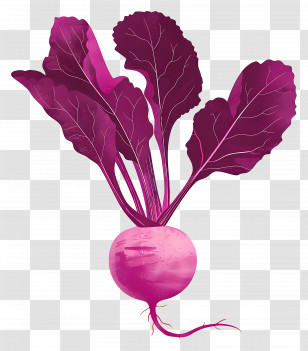 Beetroot - Purple Beetroot Watercolor Transparent PNG