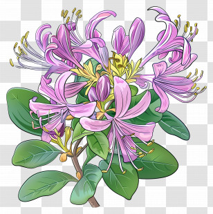 Honeysuckle Flowers - Pink Honeysuckle Flowers In Full Bloom Transparent PNG