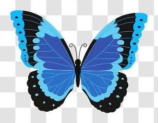 Butterfly - Blue Butterfly With Decorative Black Edges Transparent PNG