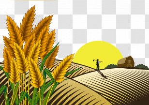 oryza sativa rice paddy field crop transparent png oryza sativa rice paddy field crop