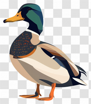 Duck - Colorful Duck Wildlife Illustration Transparent PNG