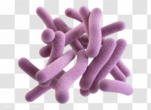 Pathogenic Bacteria Gram-positive Fungus Mycobacterium Tuberculosis - Organism Transparent PNG