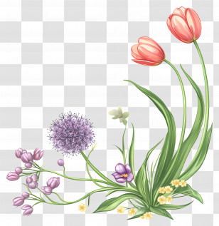 Allium - Colorful Flowers In Bloom Transparent PNG