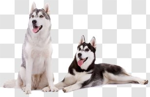 Miniature Siberian Husky Tamaskan Dog Canadian Eskimo Seppala Sleddog Alaskan Malamute Transparent PNG