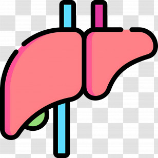 Liver - Human Liver Medical Illustration Transparent PNG