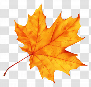 Autumn Maple Leaf - Yellow Maple Leaf Illustration Transparent PNG