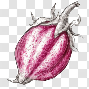 Sketch Dragon Fruit
 - Vibrant Pink Tropical Fruit Transparent PNG
